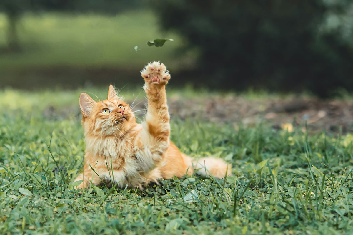 Chat roux allongé dans l'herbe