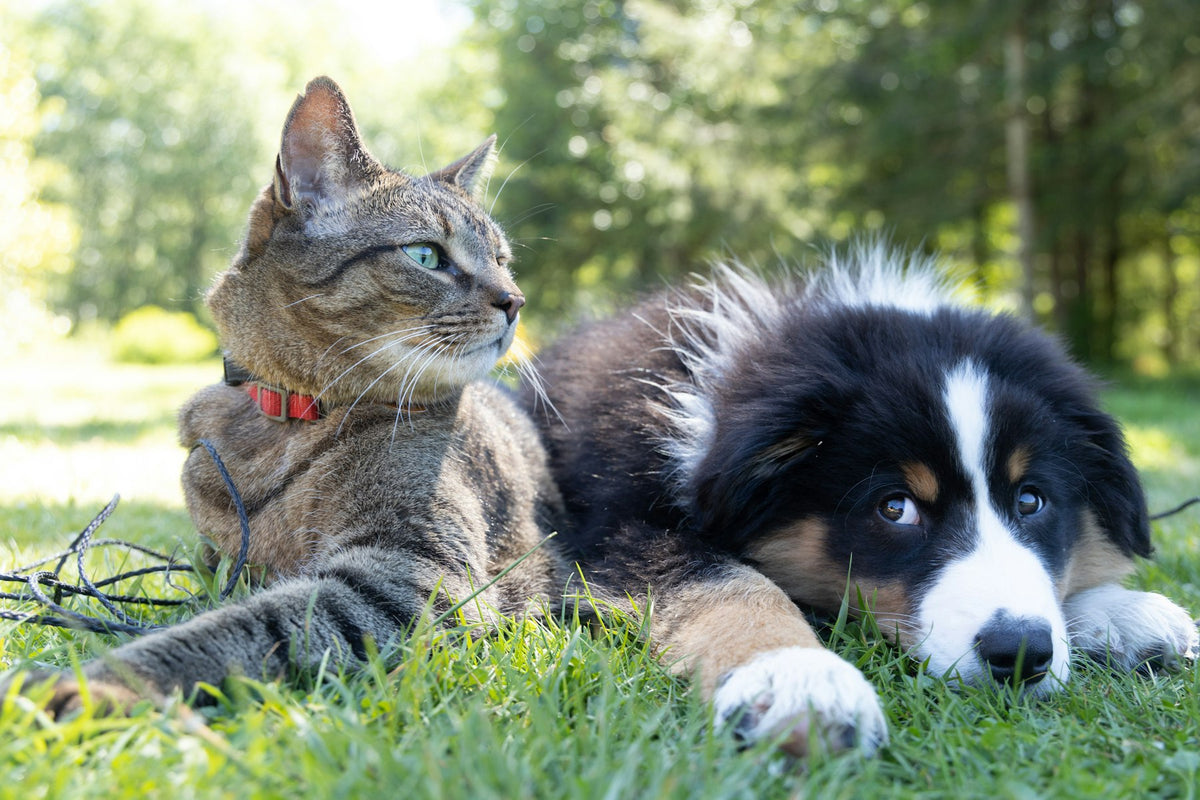 Un chien et un chat allongés dans l'herbe