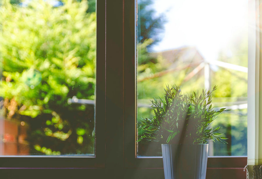 Plante devant une fenêtre lumineuse