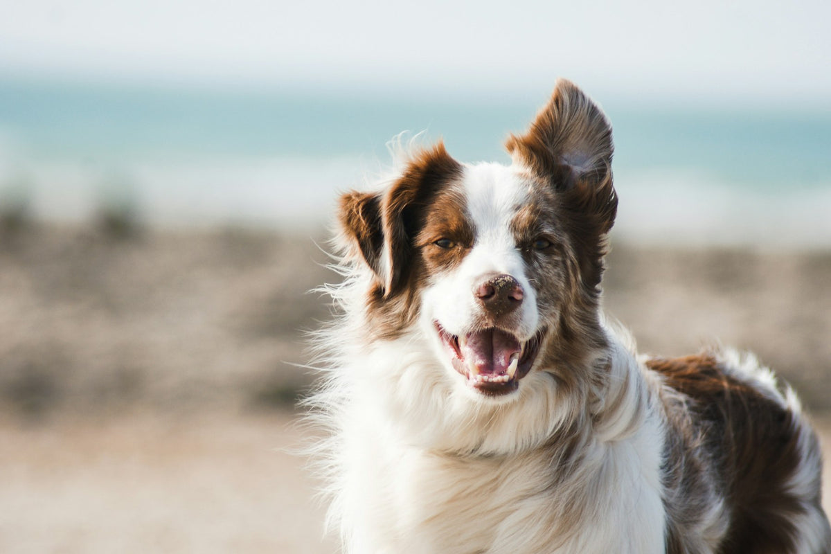 Grand chien blanc et marron souriant