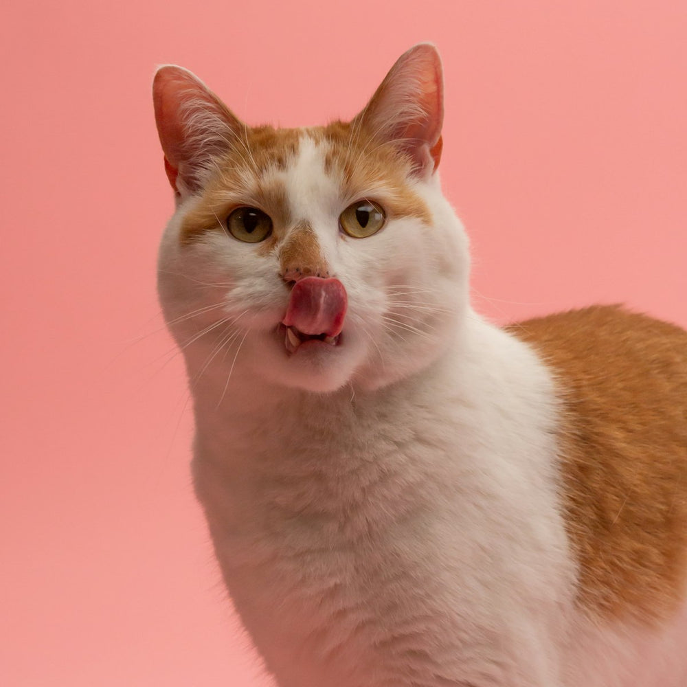 Chat tigré roux et blanc